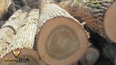 Tìm hiểu gỗ bạch dương là gì? Đặc tính và ứng dụng
